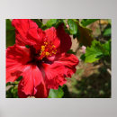 Suche nach hibiscus poster Nature