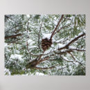 Suche nach pine cone poster Fotografie