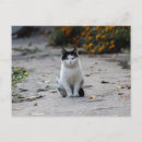 Suche nach streunende katze Straße
