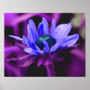 Suche nach lila augen poster Blume