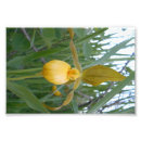 Suche nach frauenschuh poster Blume