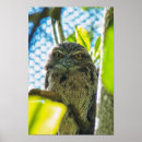 Suche nach tawny poster Vogelvogel