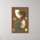 Suche nach taupe leinwandbilder Muschel