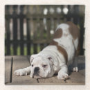 Suche nach englische bulldoggen untersetzer Hund