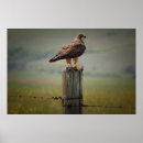 Suche nach hawk poster Raptor