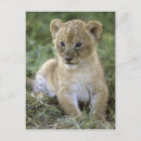 Suche nach das serengeti postkarten Katze