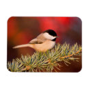 Suche nach zeder magnete Cedrus atlantica