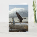 Suche nach alaska vögel postkarten Adler