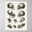 Suche nach affen poster Illustration