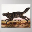 Suche nach wolf illustration poster Tierwelt