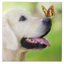 Suche nach labrador fliesen Hundefreund