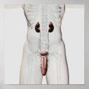 Suche nach männliche poster Menschlicher körper