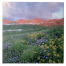 Suche nach blase fliesen Blume