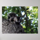 Suche nach eichhörnchen baum poster Für alle