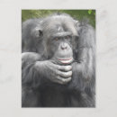 Suche nach schimpanse postkarten Tierfotografie