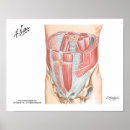 Suche nach muskel poster Anatomie