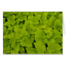 Suche nach kartoffel postkarten Grün