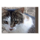 Suche nach katze im fenster poster Haustier