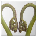 Suche nach ausschnitt fliesen Natürliche welt