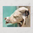 Suche nach die kleine weiße katze postkarten Tier