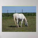 Suche nach hübsches pferd poster Bauernhof