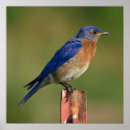 Suche nach bluebird poster Bluebirts