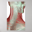 Suche nach menschlicher hals poster Büro doktors