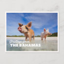 Suche nach bahamas Exuma