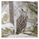 Suche nach ohrige eule Wild lebende tiere