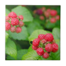 Suche nach brombeere fliesen Botanisch