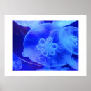 Suche nach wirbellose tiere poster Meer