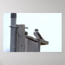 Suche nach vogelhaus poster Vögel