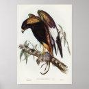 Suche nach bussard poster Natur