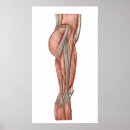 Suche nach ligament White background