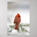 Suche nach zeder poster Vogel