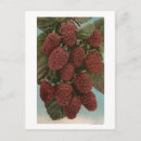 Suche nach chromo postkarten Kalifornien