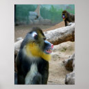 Suche nach mandrill poster Für alle
