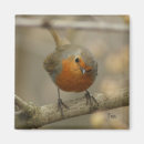 Suche nach rotkehlchen magnete Vogelvogel