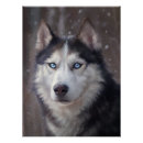 Suche nach siberian husky poster Sibirischer husthund