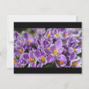 Suche nach krokus postkarten Blume
