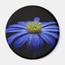 Suche nach gerbera magnete Blume