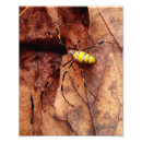 Suche nach wirbellose tiere poster Natur