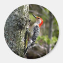 Suche nach vogelzufuhr Wild lebende tiere