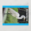 Suche nach storch mit baby postkarten Vogelvogel