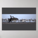 Suche nach kormoran poster Wildtiere