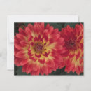 Suche nach rot gelbe blume postkarten Dahlie