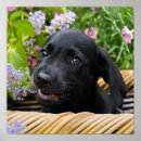 Suche nach labrador retriever poster Puppy