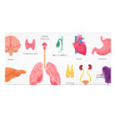 Suche nach innere organe poster Gesundheitswesen