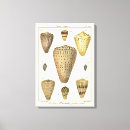 Suche nach muscheln leinwandbilder Strand