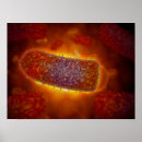 Suche nach mikroskopische poster Zelle